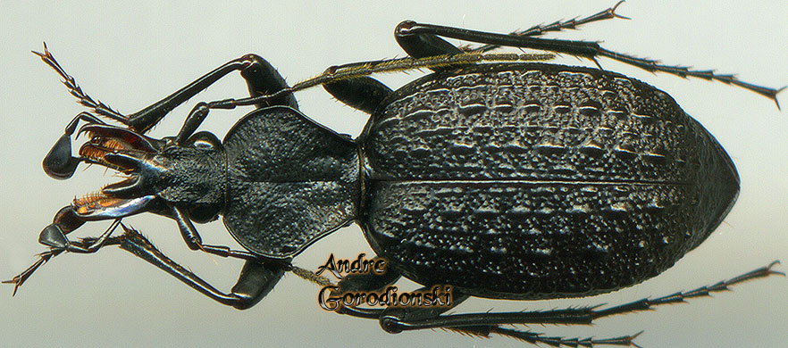 http://www.gorodinski.ru/carabidae/Cychrus grumulifer.jpg